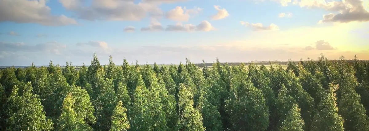 skyline view above coniferous treetop canopy-1 newsat